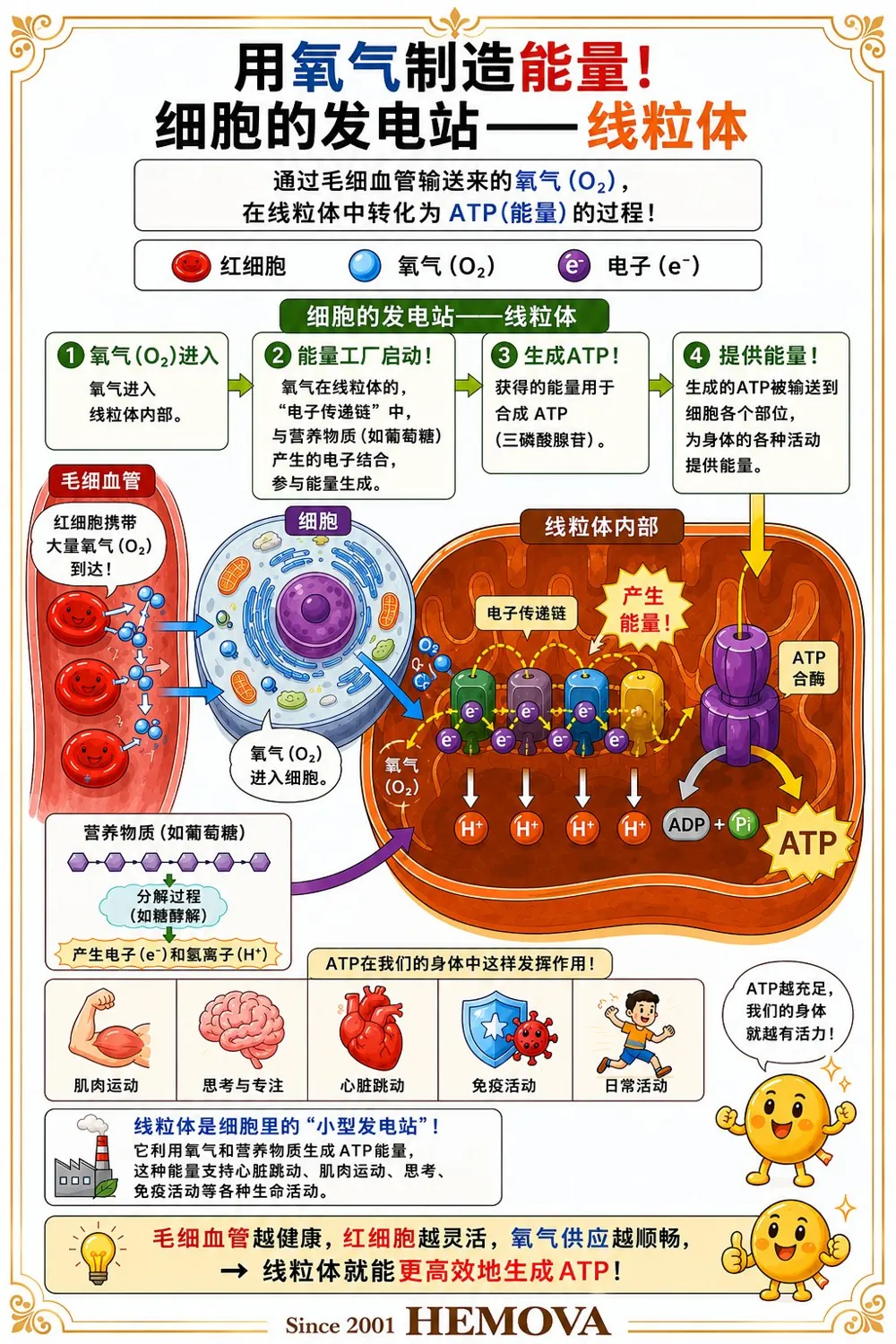 HEMOVA 原理图解 4
